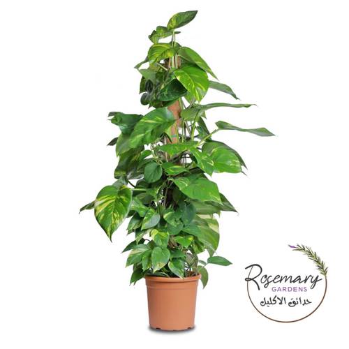 نبتة البوتس الطبيعية  طولها 90cm