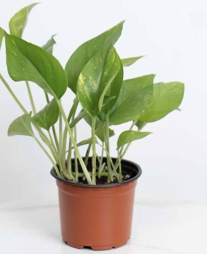 بوتس حجم صغير مقاس 9cm