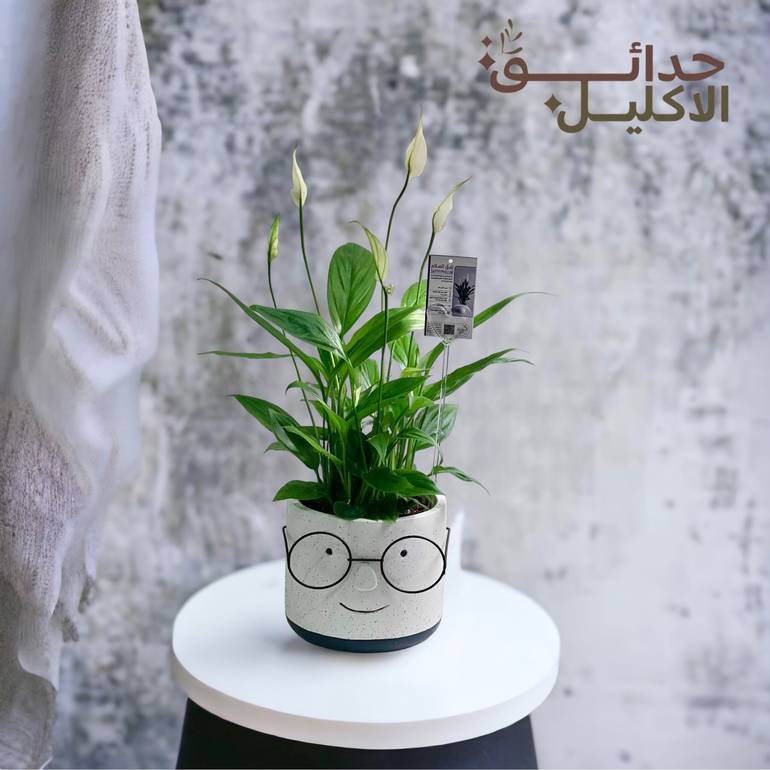 الاشرعة البيضاء في اصيص انيق
