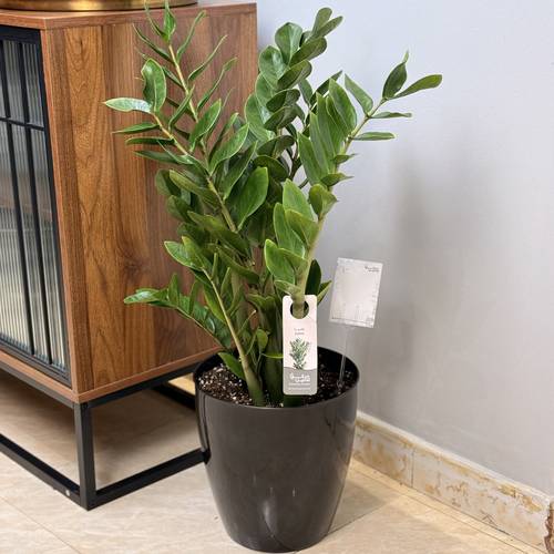 نبتة الزاميا… رمز الأناقة الهادئة 🌿