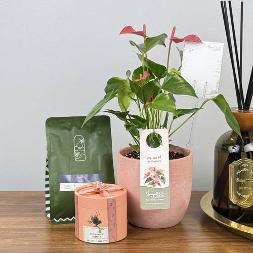هدية الانتوريوم الوردي 🩷 ✨🎁