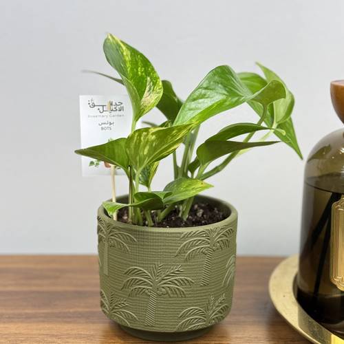  بـوتـس (Pothos) 🌿بااصيص سيراميك تجريدي