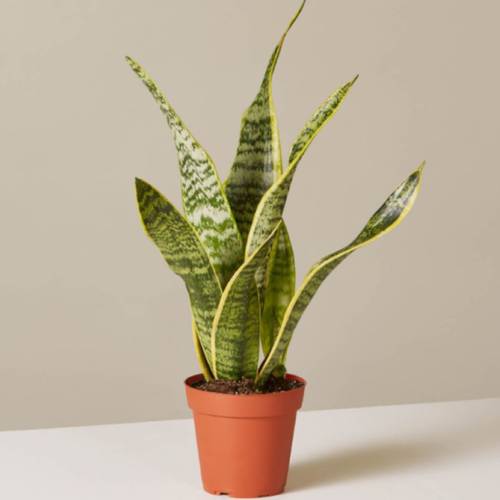 صبار جلد النمر وسط70cm