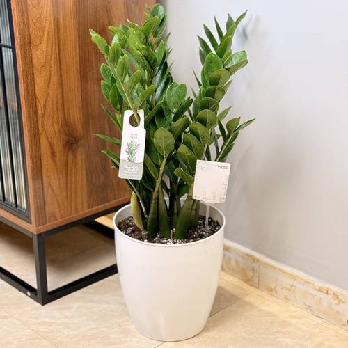 نبتة الزاميا… رمز الأناقة الهادئة🌿