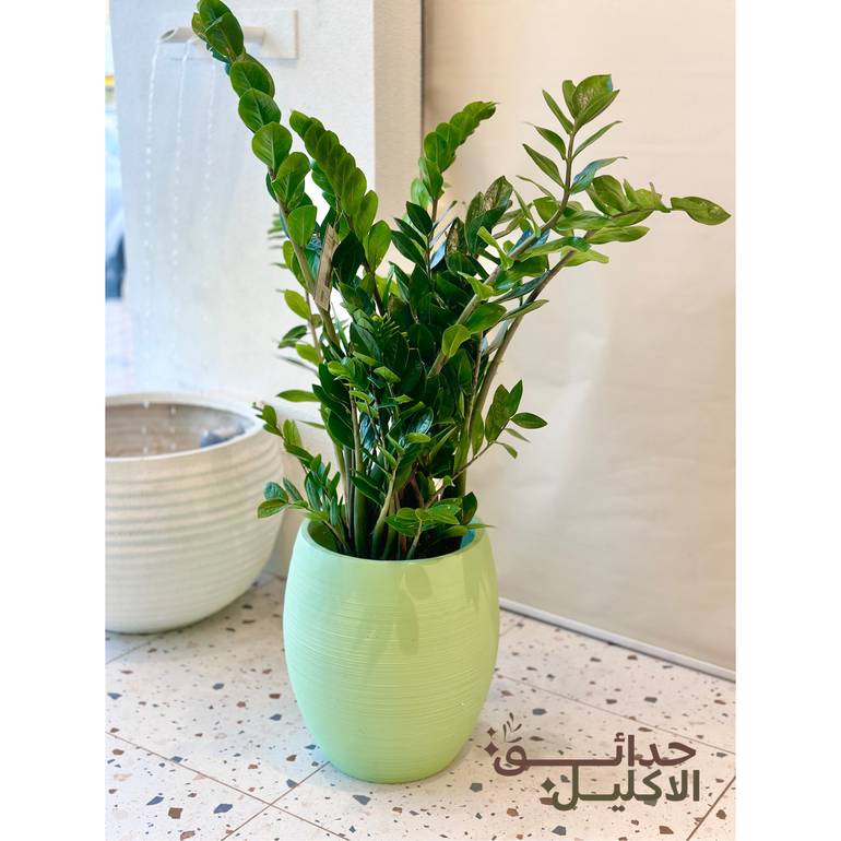 نبتة الزاميا حجم كبير بمركن انيق