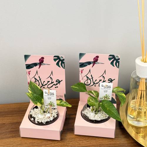 عيدية الحياة🌱