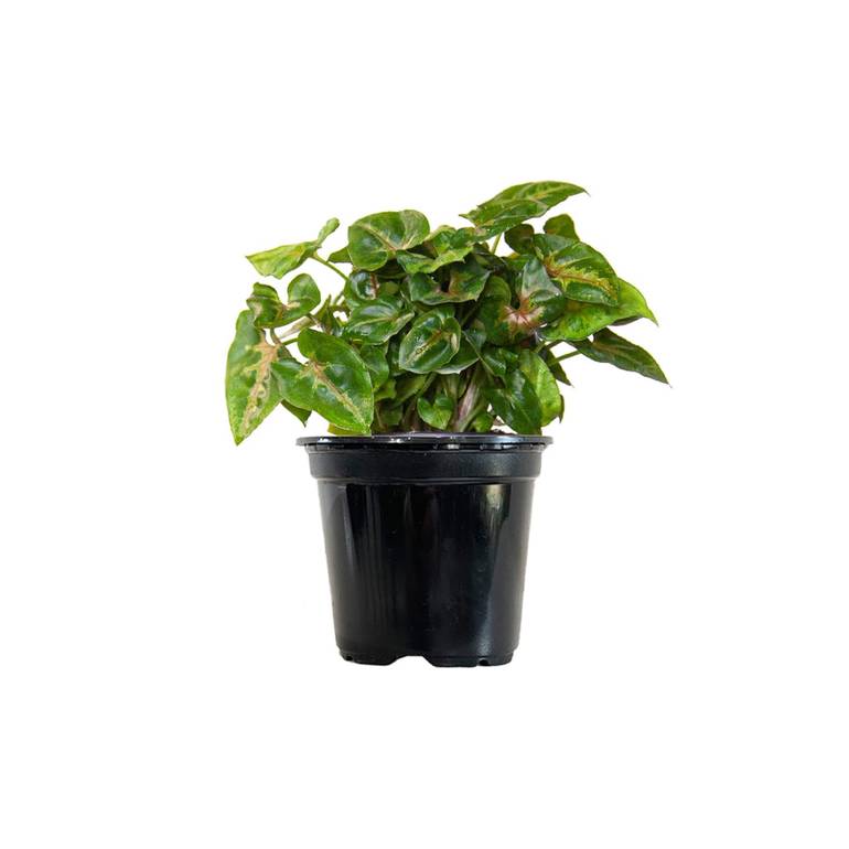 syngonium mini allusion