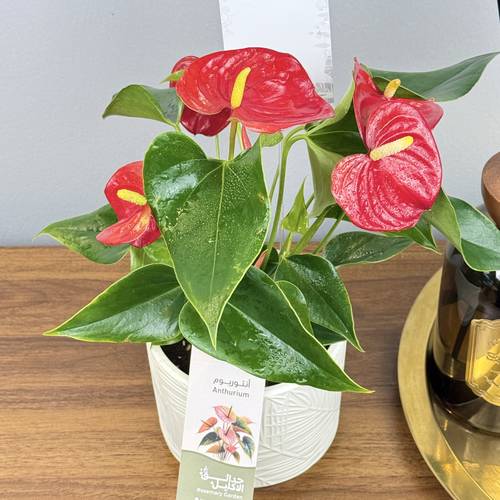 الأنثوريوم (Anthurium) (المعروفة بجمال أزهارها الاستوائية الحمراء واللامعة التي تشبه شكل القلب)