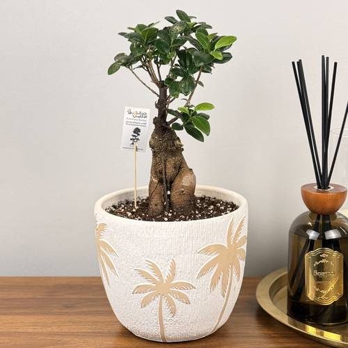 نبتة بونساي فيكس فن الطبيعة في شكل أنيق 🌱