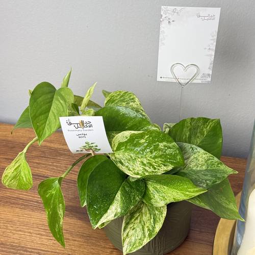 بوتس ماربل كوين (Marble Queen Pothos) أو ما 