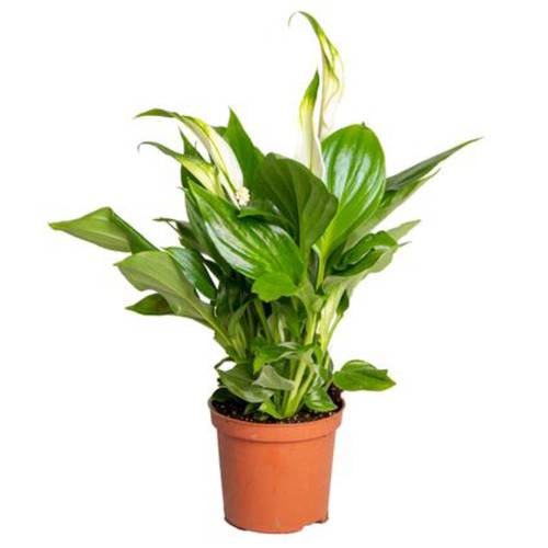 الاشرعة البيضاء حجم صغير ارتفاعها28cm