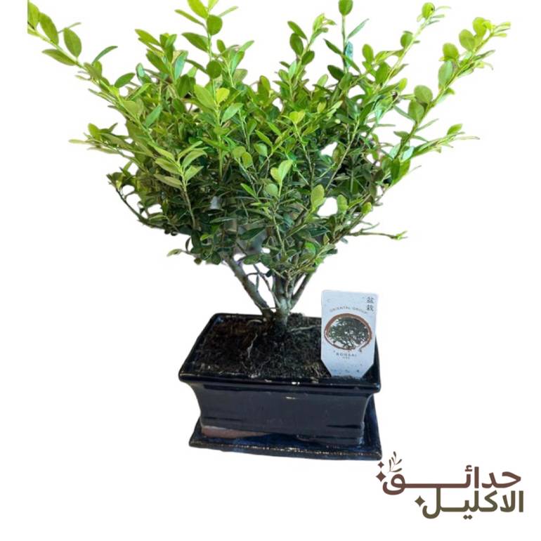 بونساي مستورد 