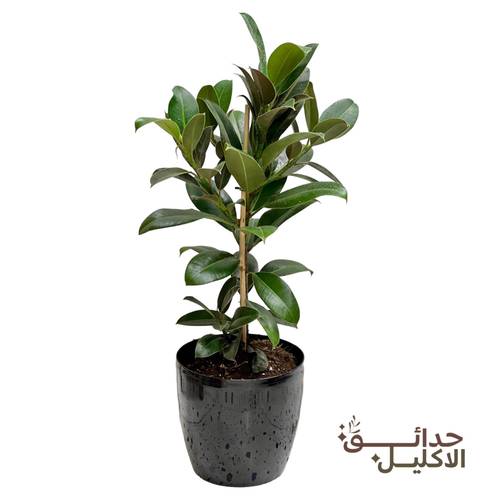 فيكس روبيستا في مركن حجم كبير