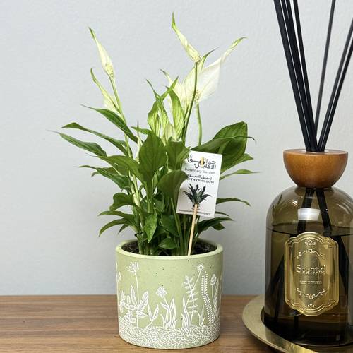 زنبق السلام(Spathiphyllum) 🌿