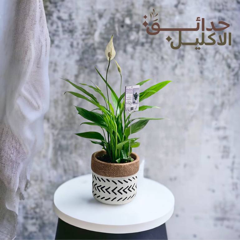 الاشرعه البيضاء في مركن سيراميك 