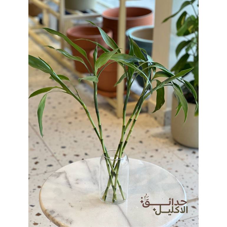 ساق البامبو 🎋ارتفاعها 60cm