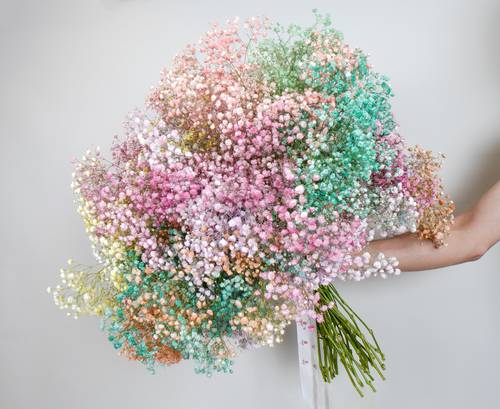 نسخة من Gypsophila colorful