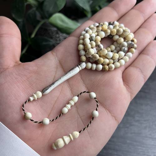 قرن غزال طبيعي بتمليكة