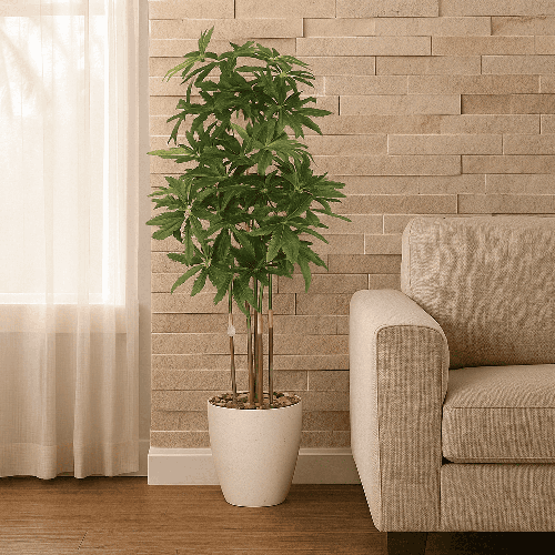 شجر اراليا مسننة 5 فرع - حوض بلاستيك أبيض