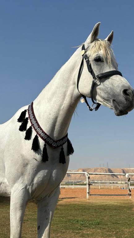 طوق زينة