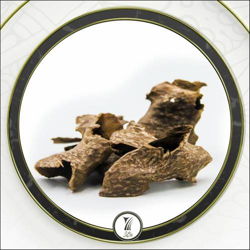 عود كمبودي مستزرع