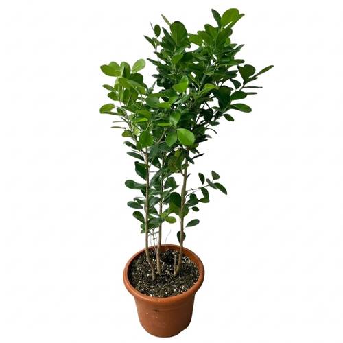 Ficus Panda Plant