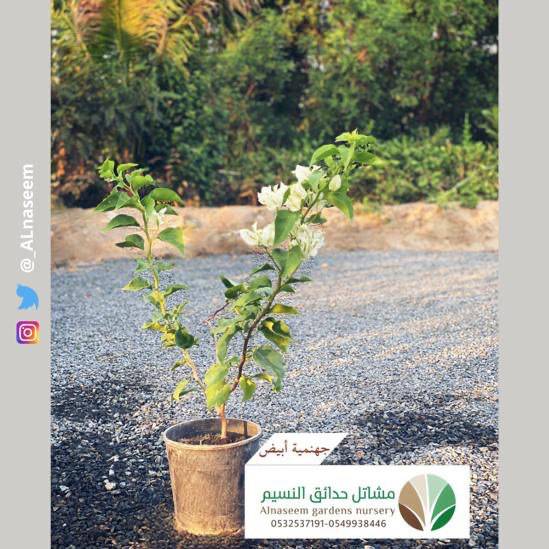 جهنمية أبيض