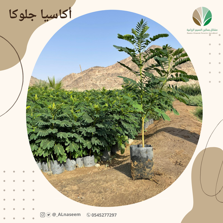 أكاسيا جلوكا -  Acacia glauca