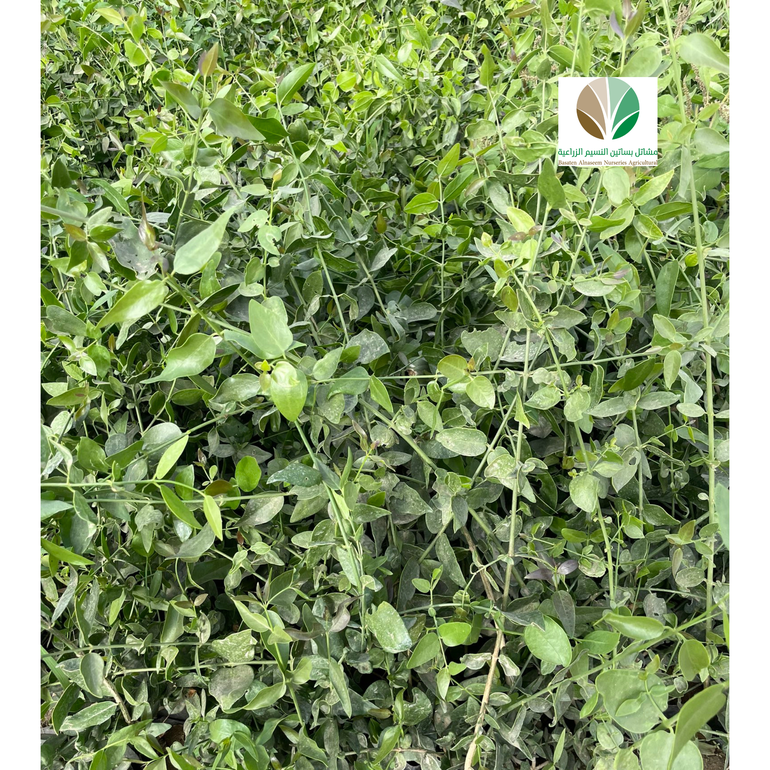أراك - Salvadora persica | مركن 16