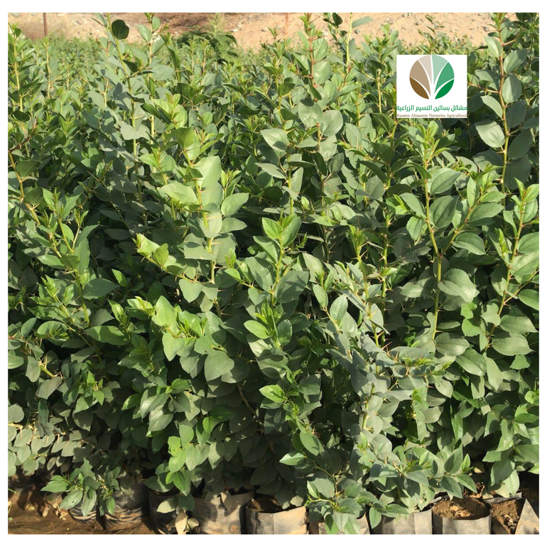 سدر بلدي - Ziziphus spina-christi