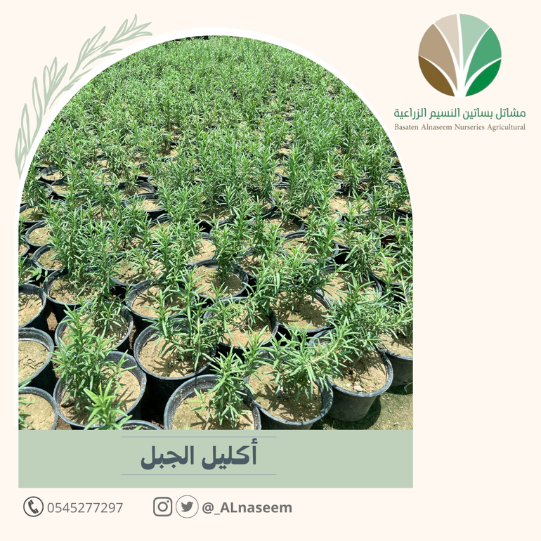 إكليل الجبل - Rosmarinus