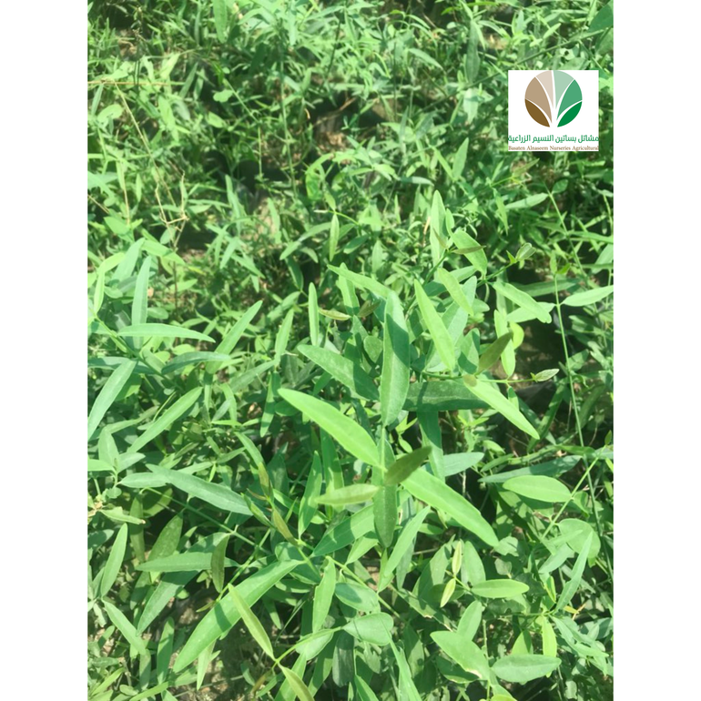 أراك - Salvadora persica 
