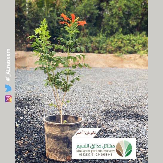 تيكوماريا أحمر