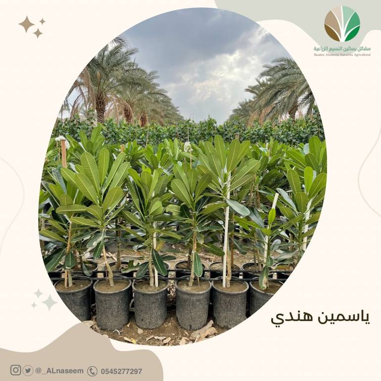 ياسمين هندي - Plumeria alba