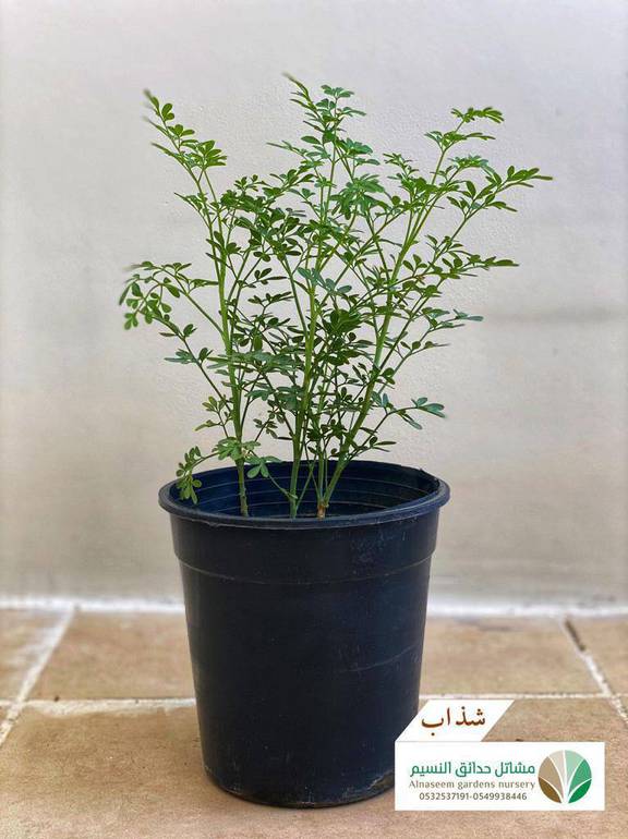شذاب