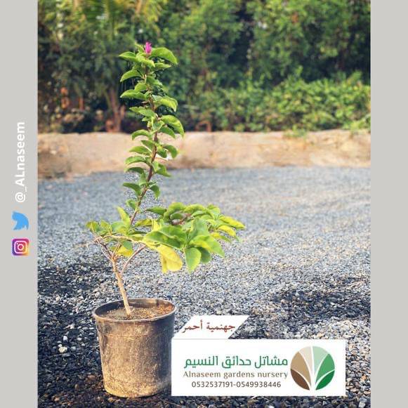 جهنمية أحمر