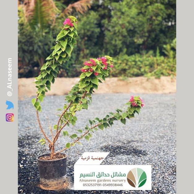 جهنمية قزمية