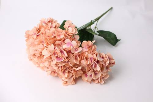 هدرنجاء وري غامق خمسة فرع 
