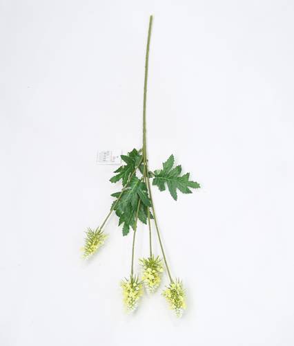 هدرانج بلوطي اصفر