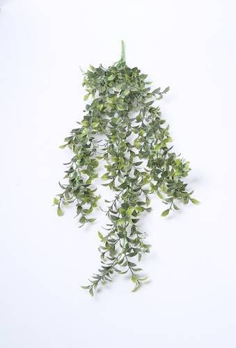 سفندر تعليق اخضر