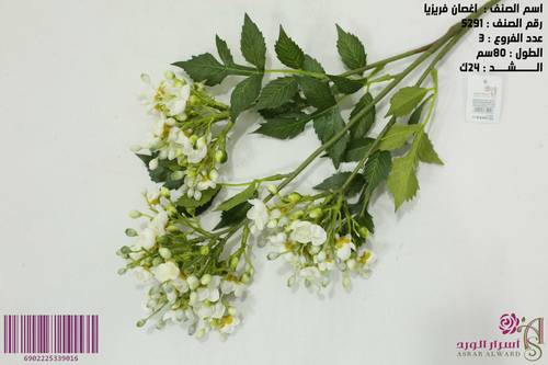 اغصان فريزيا سكري