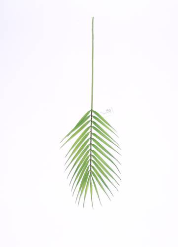 غصن خضار سعف النخل صغير اخضر