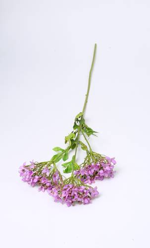 زهرة البورنيه طويل موف