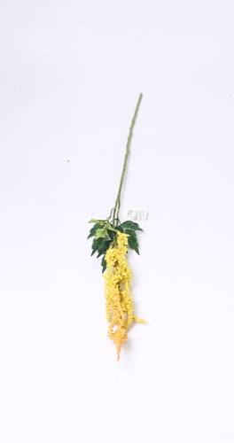 لافندر اصفر