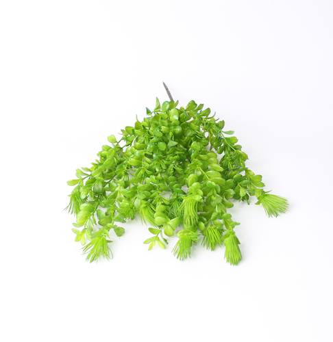 خضار تعليق اخضر
