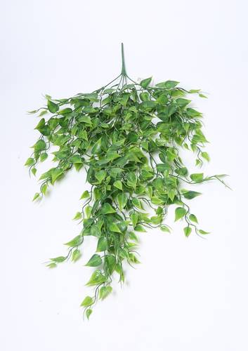 خضار تعليق اخضر