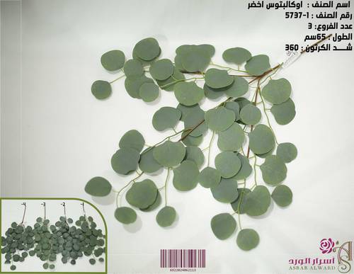 اوكالبتوس اخضر