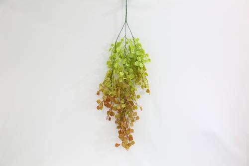 دلاية خضار