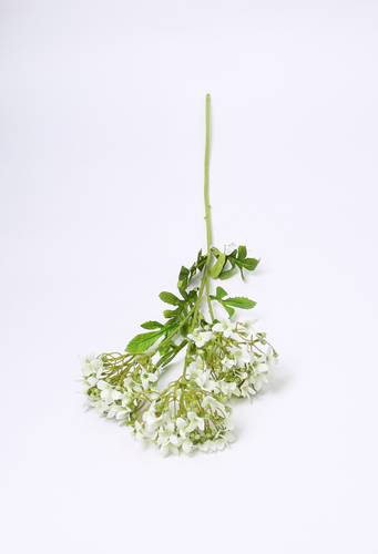 زهرة البورنيه طويل سكري