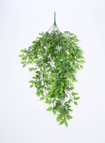 خضار تعليق اخضر